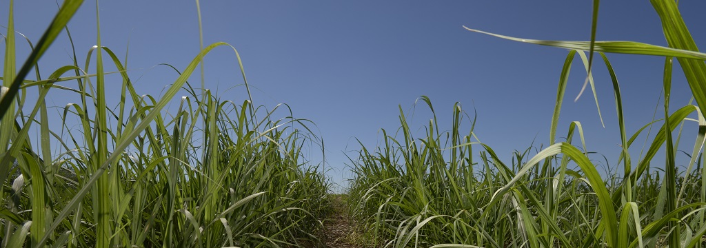 Sustainable Development