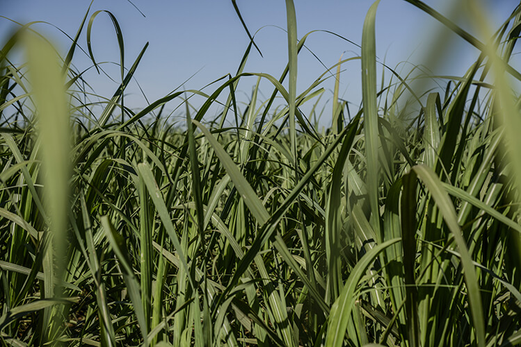 Sugar cane